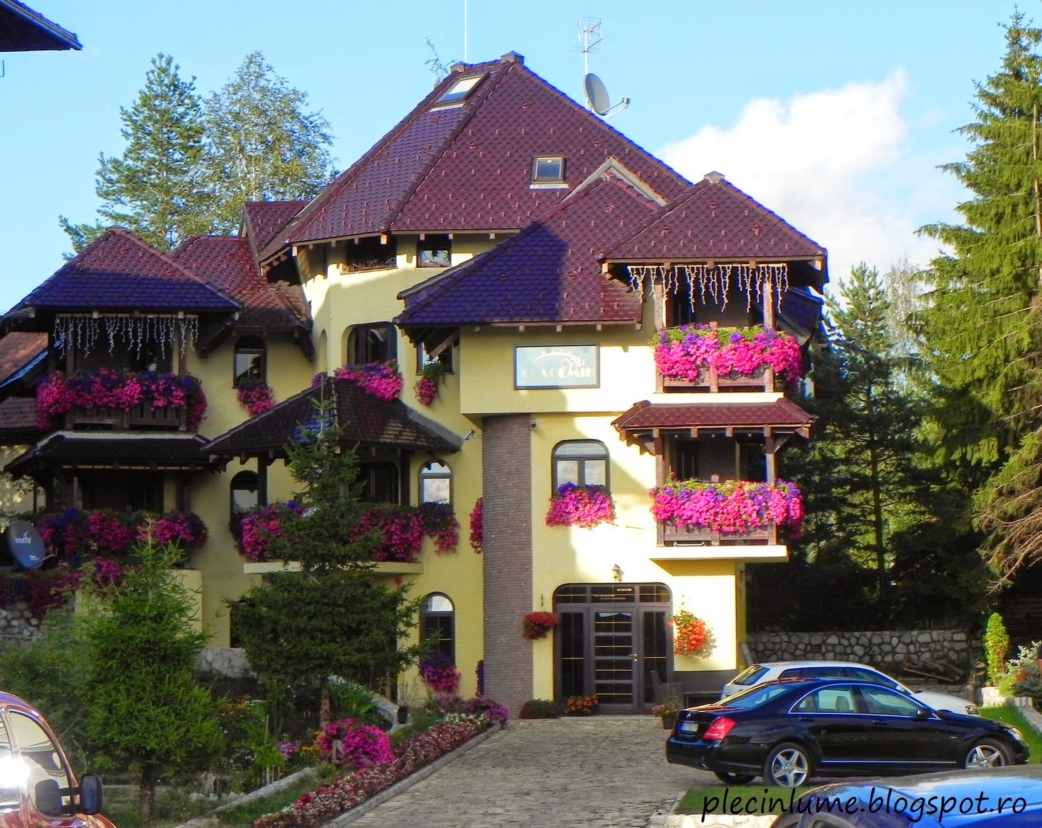 Flori din Zlatibor Flori din Zlatibor
