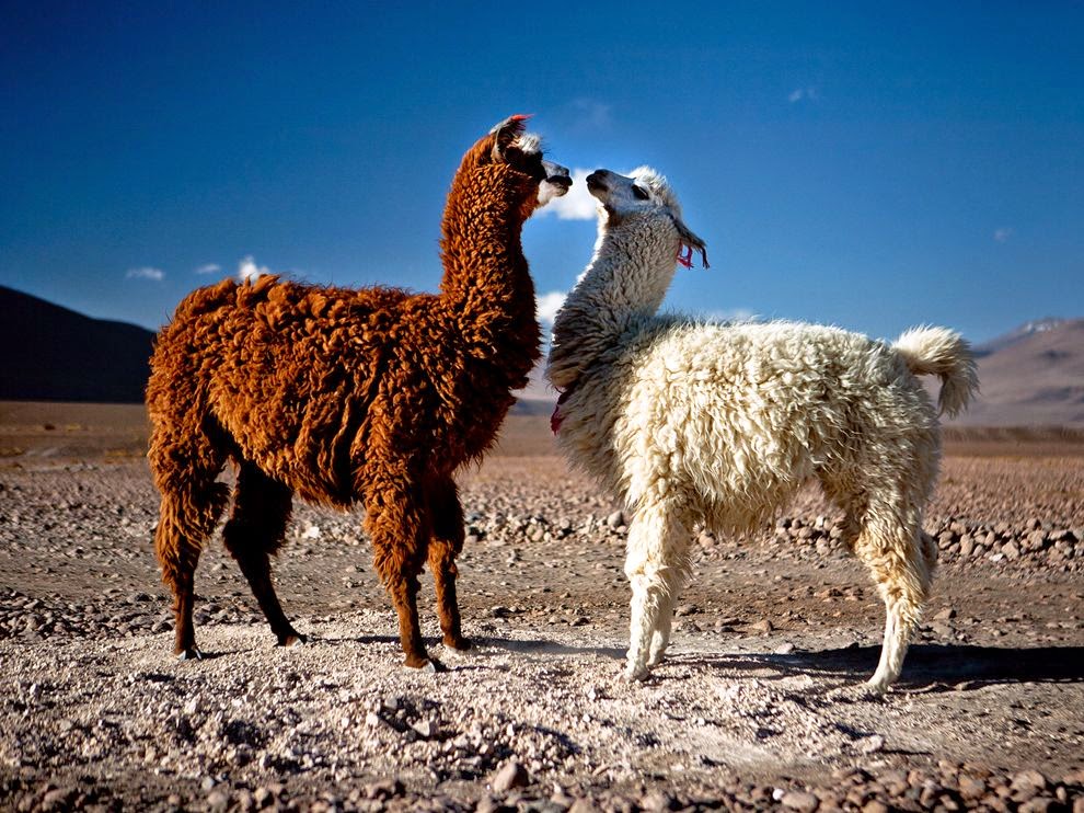 Coogled Bolivia Tourism And Travel Hd Pictures