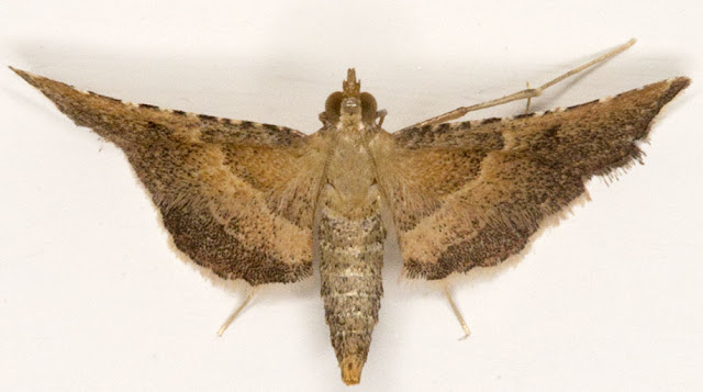 Endotricha flammealis.  Pyralid.  In my computer room in Hayes on 14 August 2012.