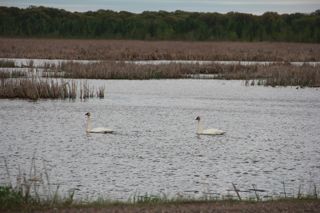 trumpeter swan pair photo of trumpeter swan pair