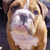 Life Expectancy in English Bulldogs