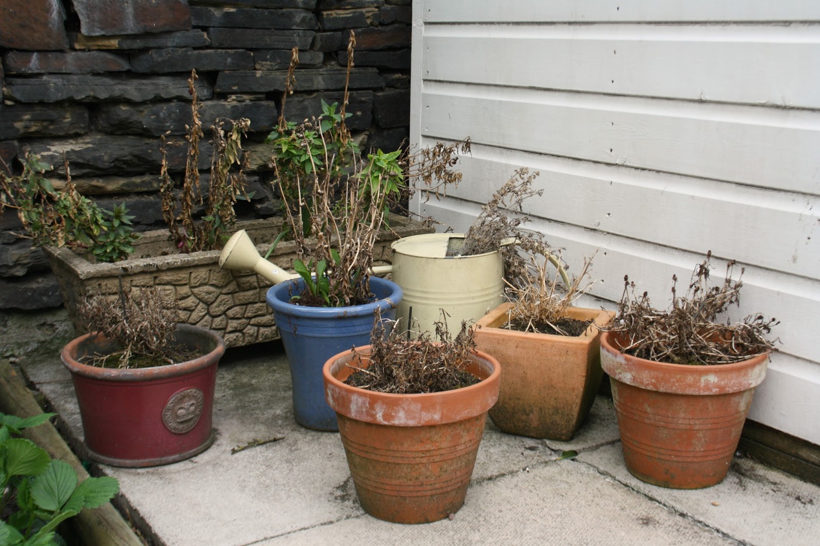 Powell River Books Blog Growing Blueberry Plants In Pots