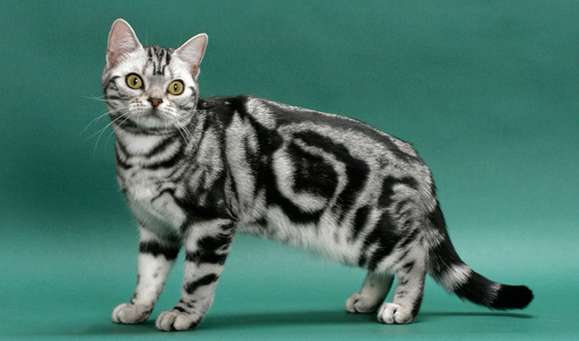 Domestic Cat Show Short Hair Domestic Cat Show Short Hair