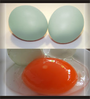 telur bebek