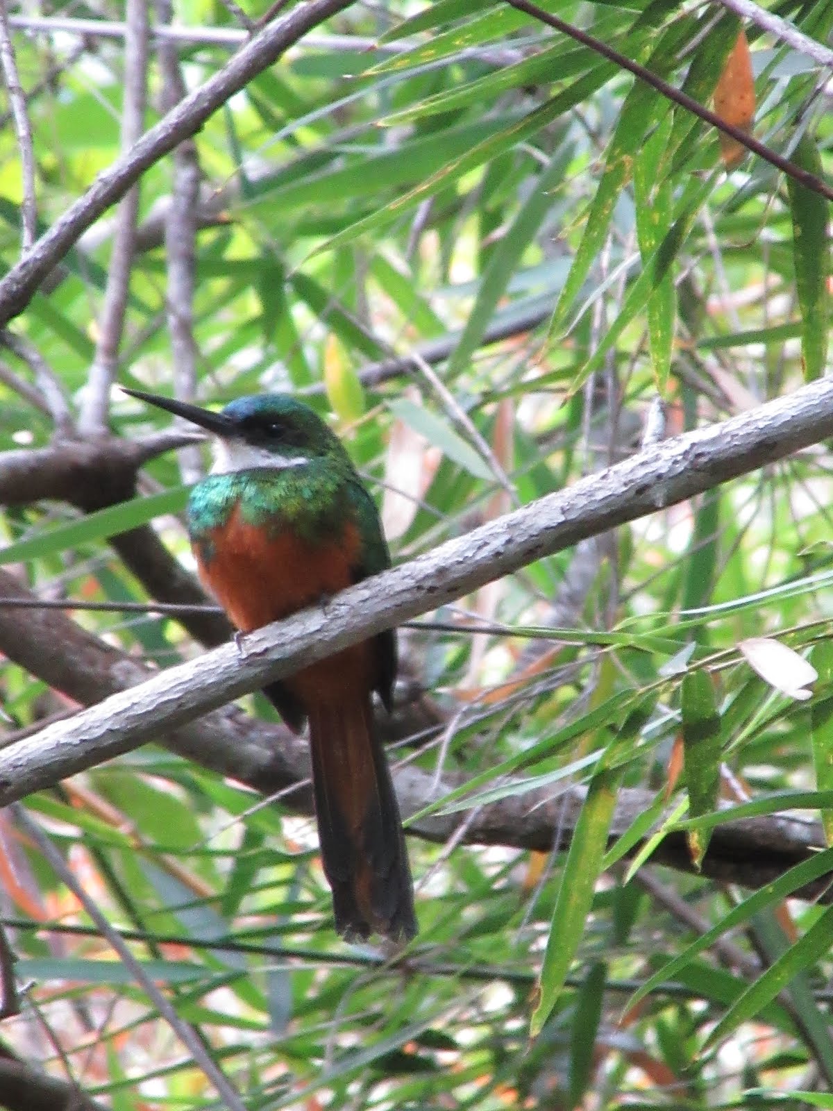 Devenir léger comme un colibri