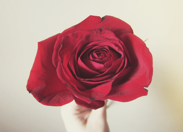 Red rose Red rose