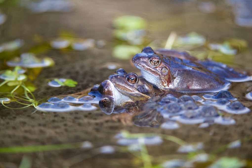 Bowler's Blog: Frog spawn