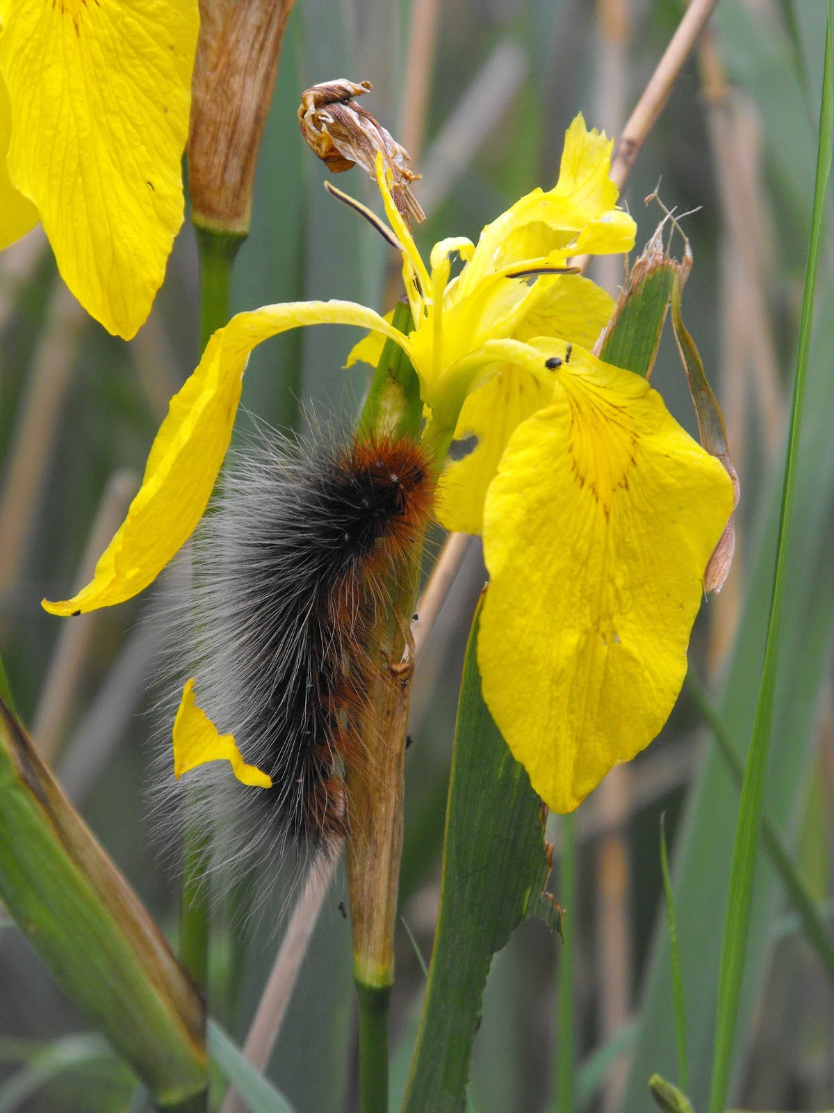 Birds and Beer Hairy caterpillar guide