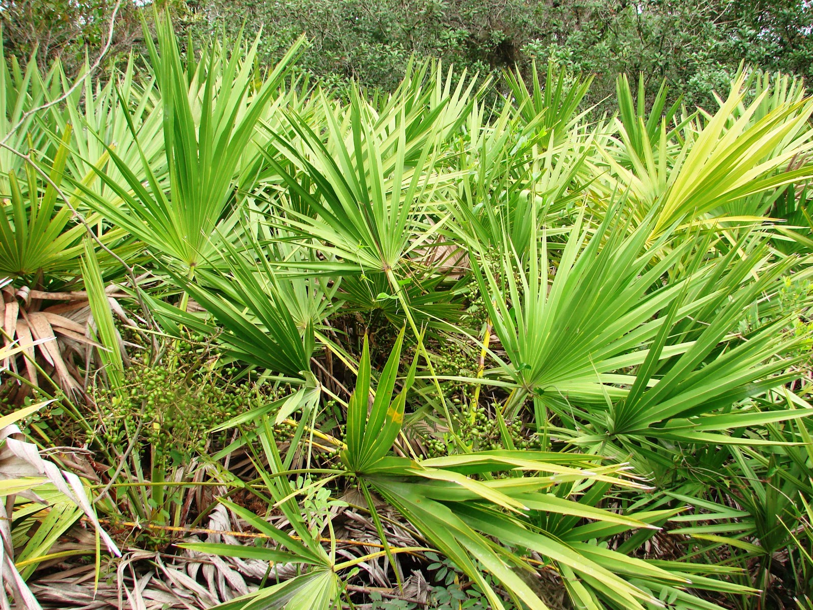 Earth Shattering Gardening Pineland Scrub Blossoms In Summer