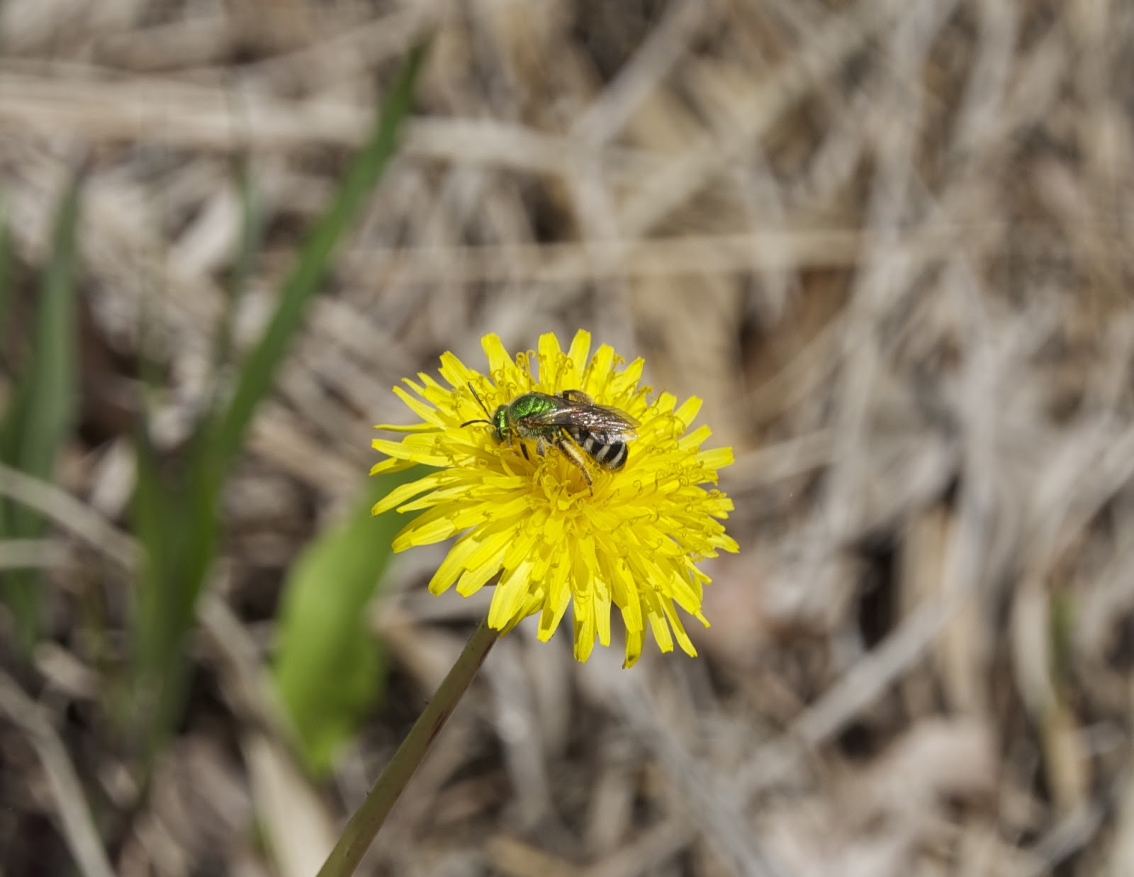 Oak Hill Apiary A Minnesota Solitary Bee, the "Metallic Green Bee."