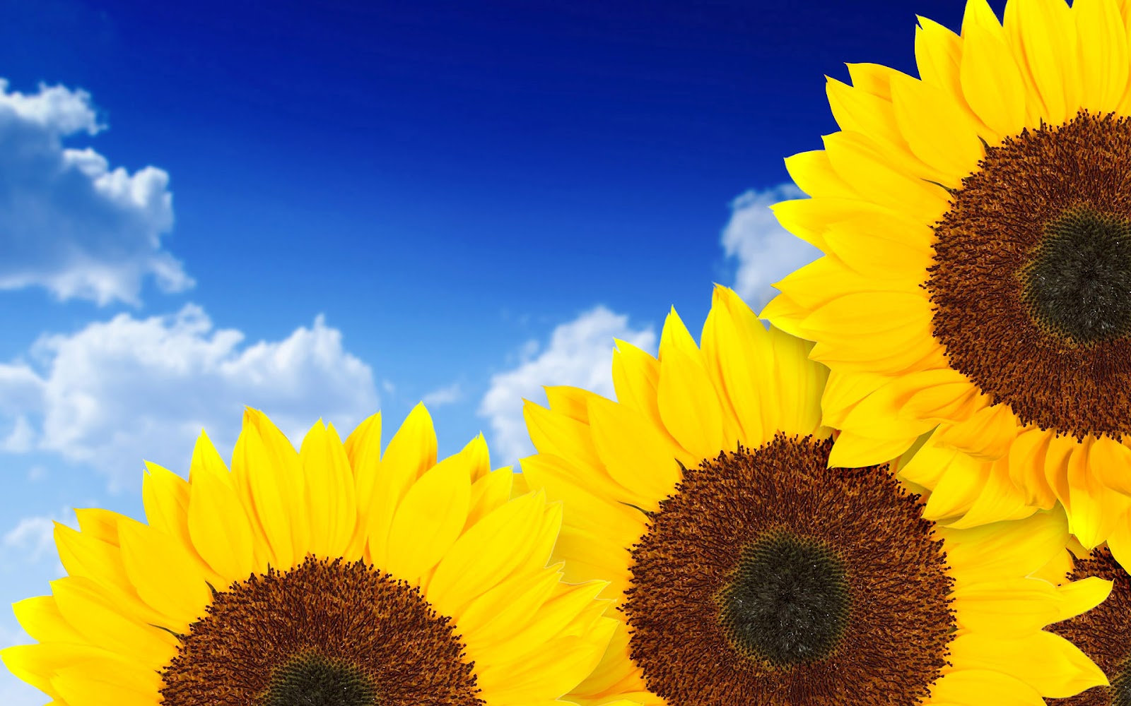 Top Best Hd Wallpapers For Desktop Hd Sunflowers Wallpapers