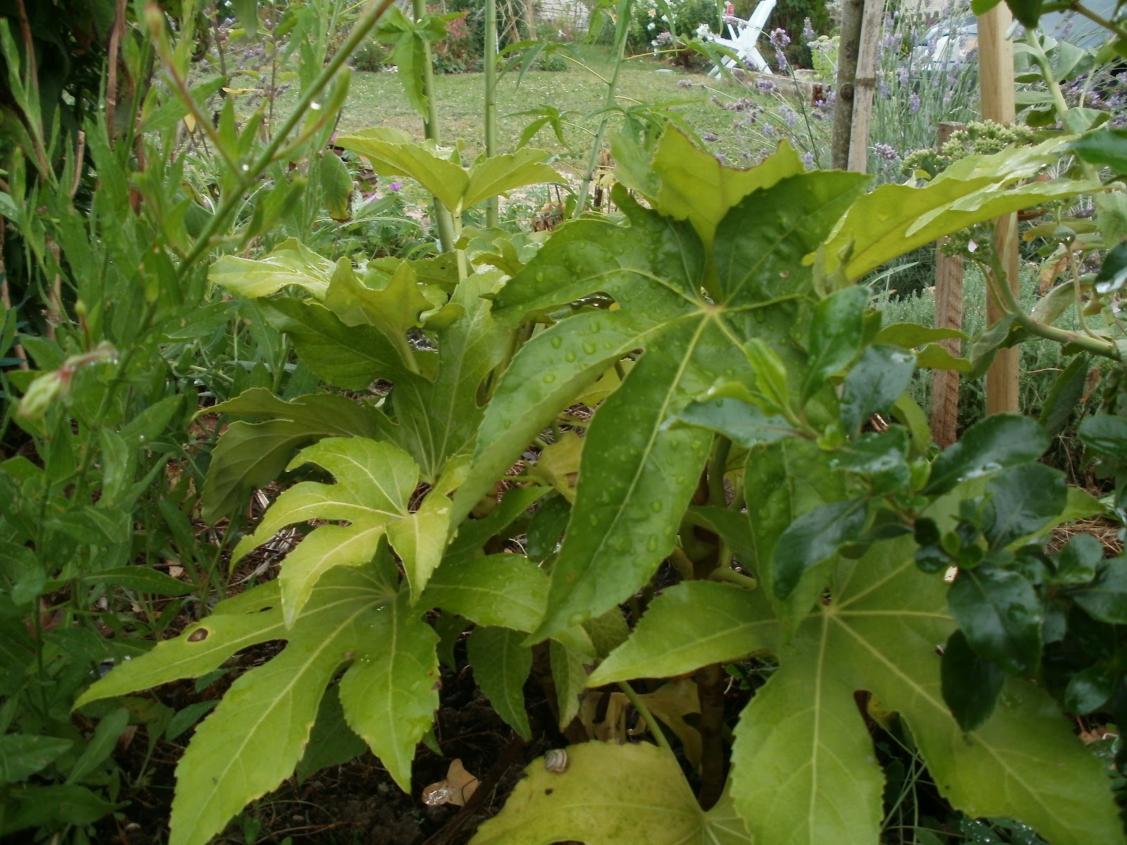 Les 31 Meilleures Images De Nos Arbustes En 2020 Arbuste