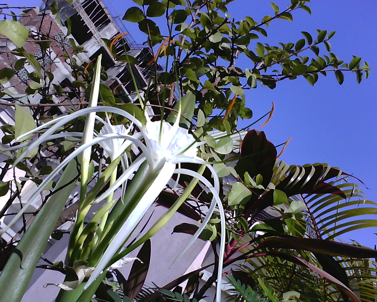 Garden Care Simplified Huge Spider Lily Plant