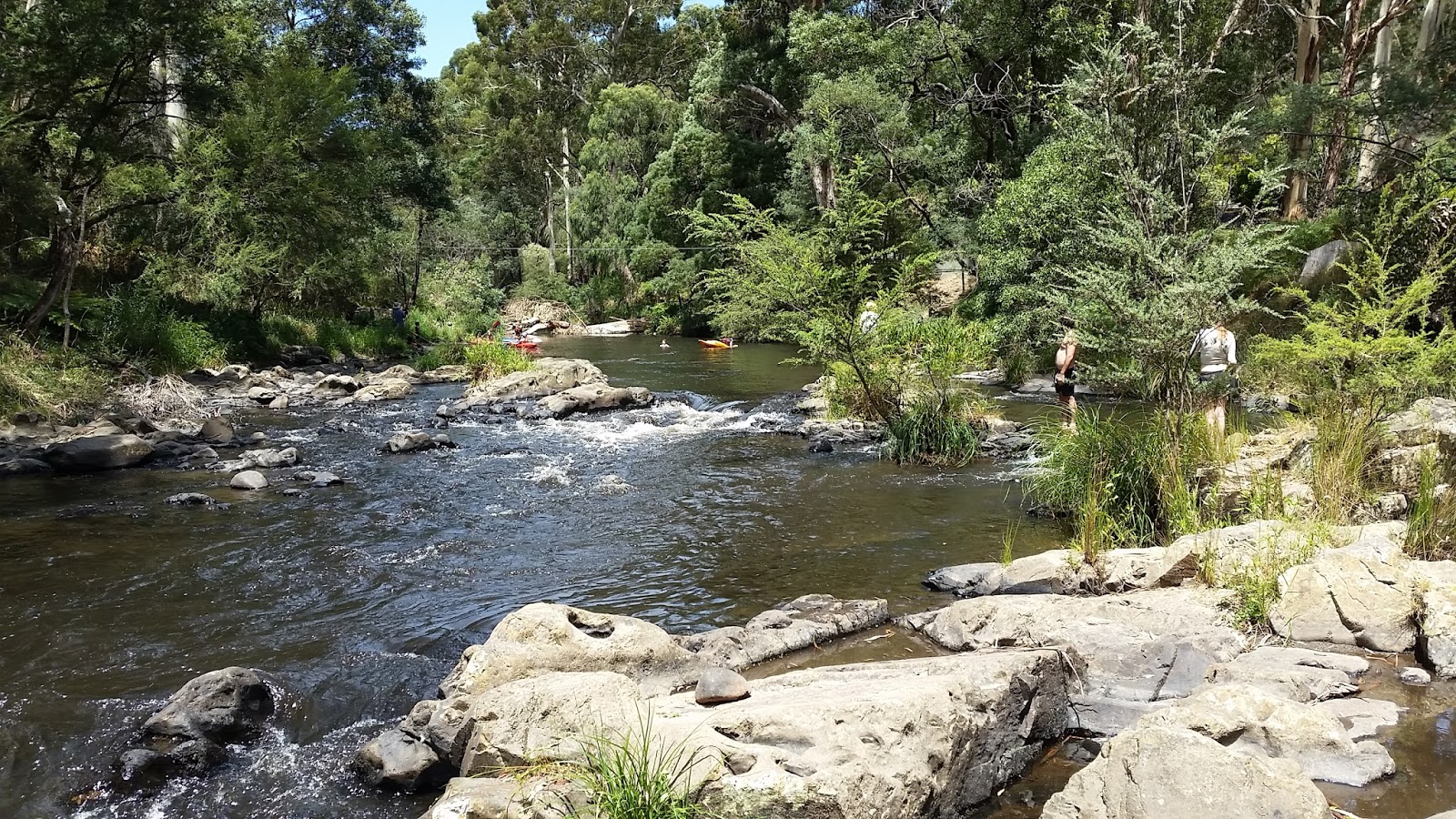 The Experience Freshwater Swimming in the Yarra River near Melbourne