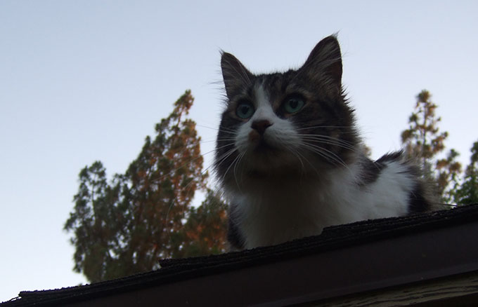 Kiki on the roof