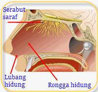 Alat indra manusia | Berbagi Ilmu