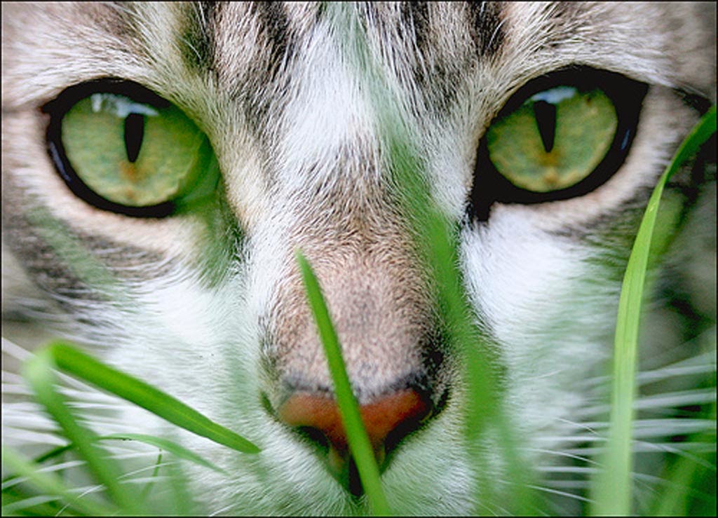 gato-001.jpg