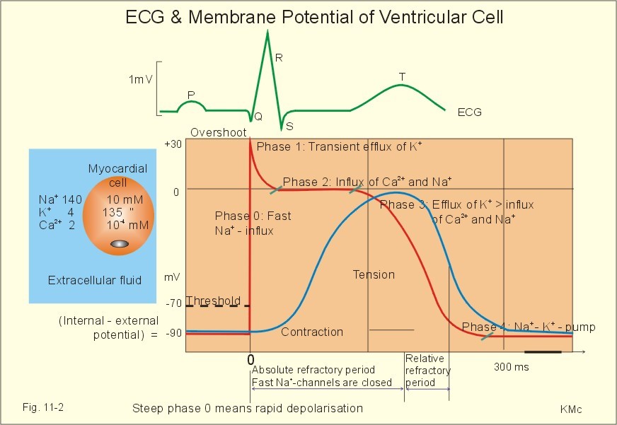 Master Cardiology Ekg Ye Giris