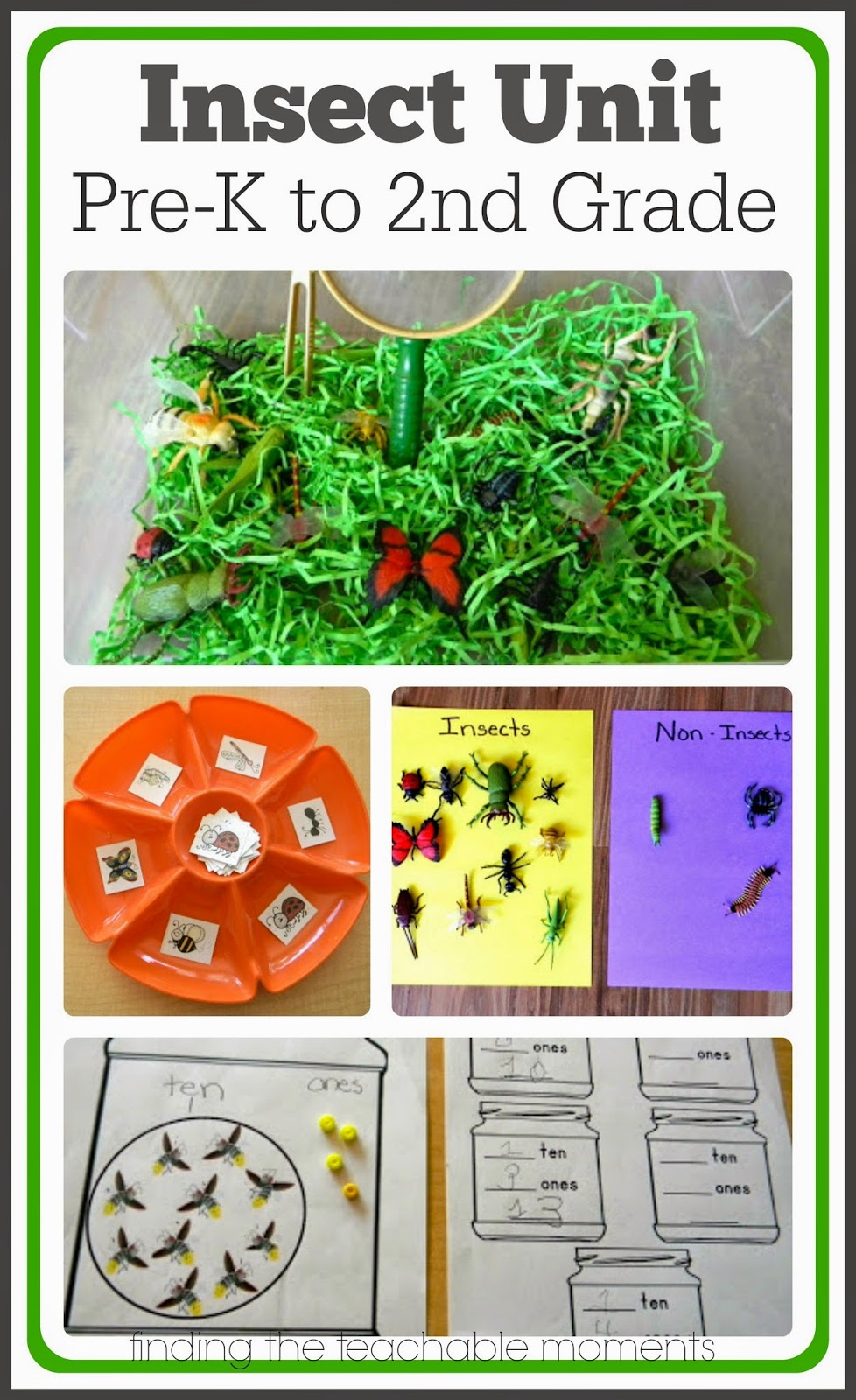 Insect Unit | Insect unit, Insects preschool, Preschool science