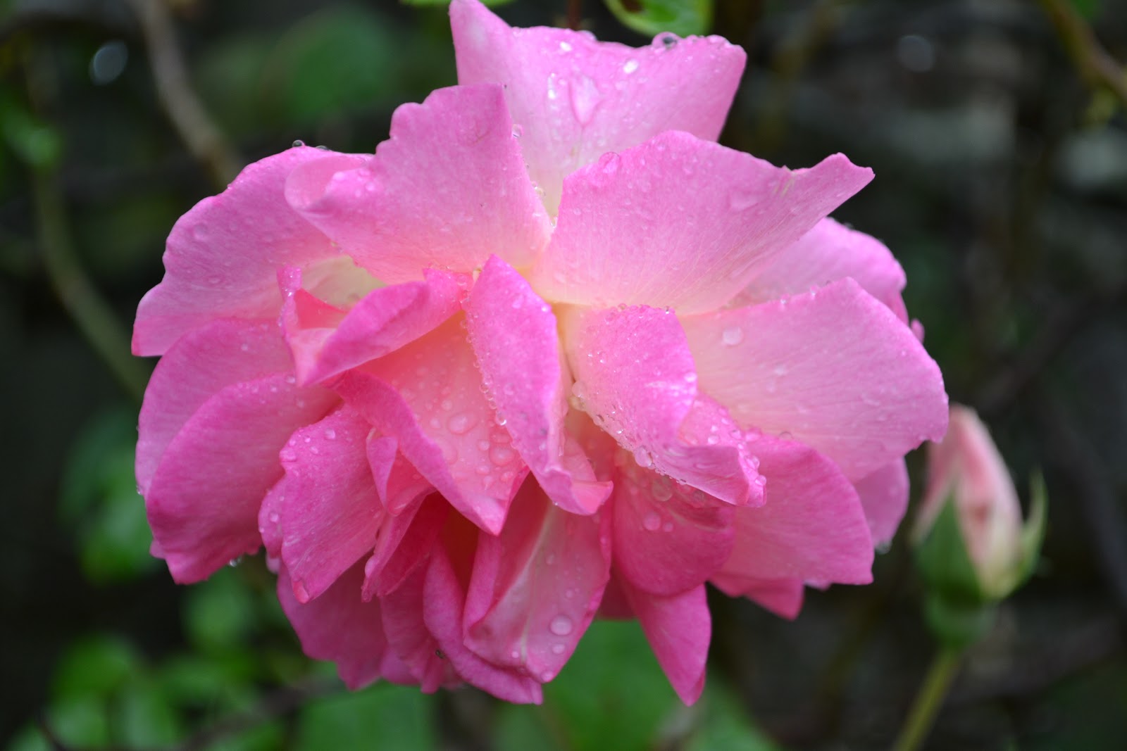 THE FRENCH HUTCH PETALS FROM THE PAST