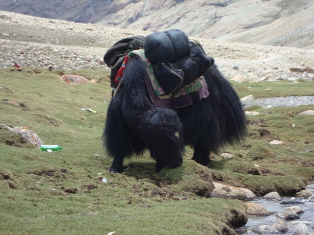 kailash+yak.JPG