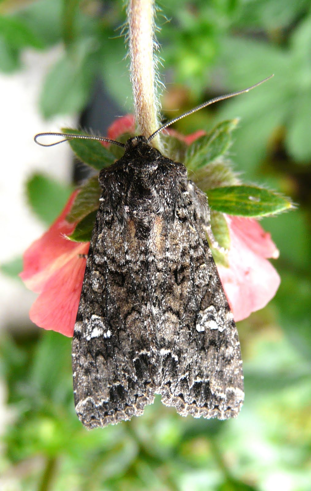 Calderdale Moths , Butterflies and Dragonflies Cabbage Moth