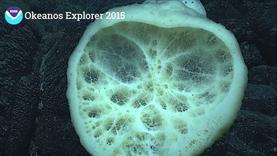 SponGIS - What are deep-sea sponges?
