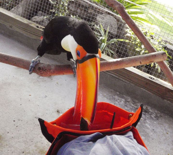 a mostly black toucan with white areas and amazing orange and blue eyes and tremendous long orange beak, sitting on a wooden stick, leaning his beak into my bright orange treat pouch
