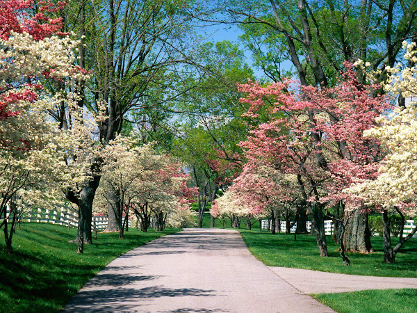 Beautiful Spring Dogwood Tree