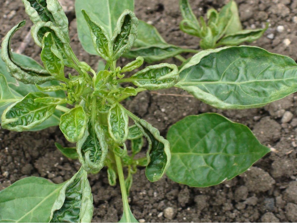 Yes I Love Farming! D A chili farm visit