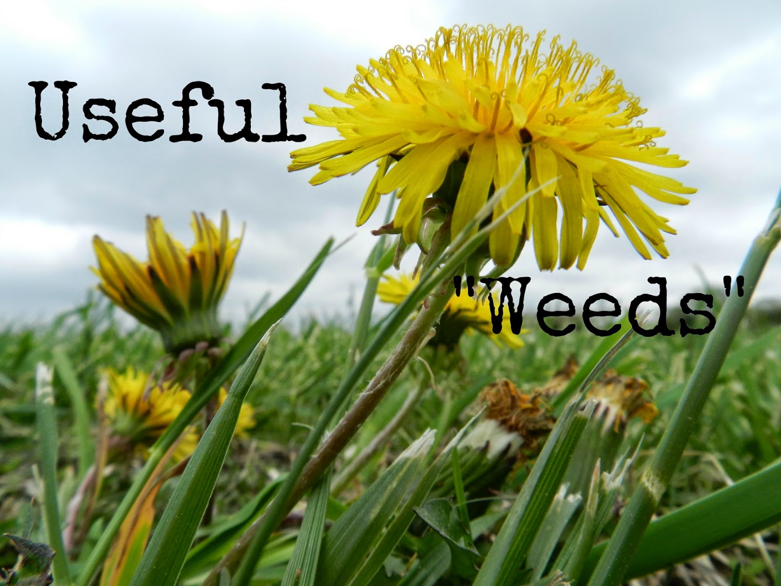 Mixed Bag Mama Useful "Weeds"