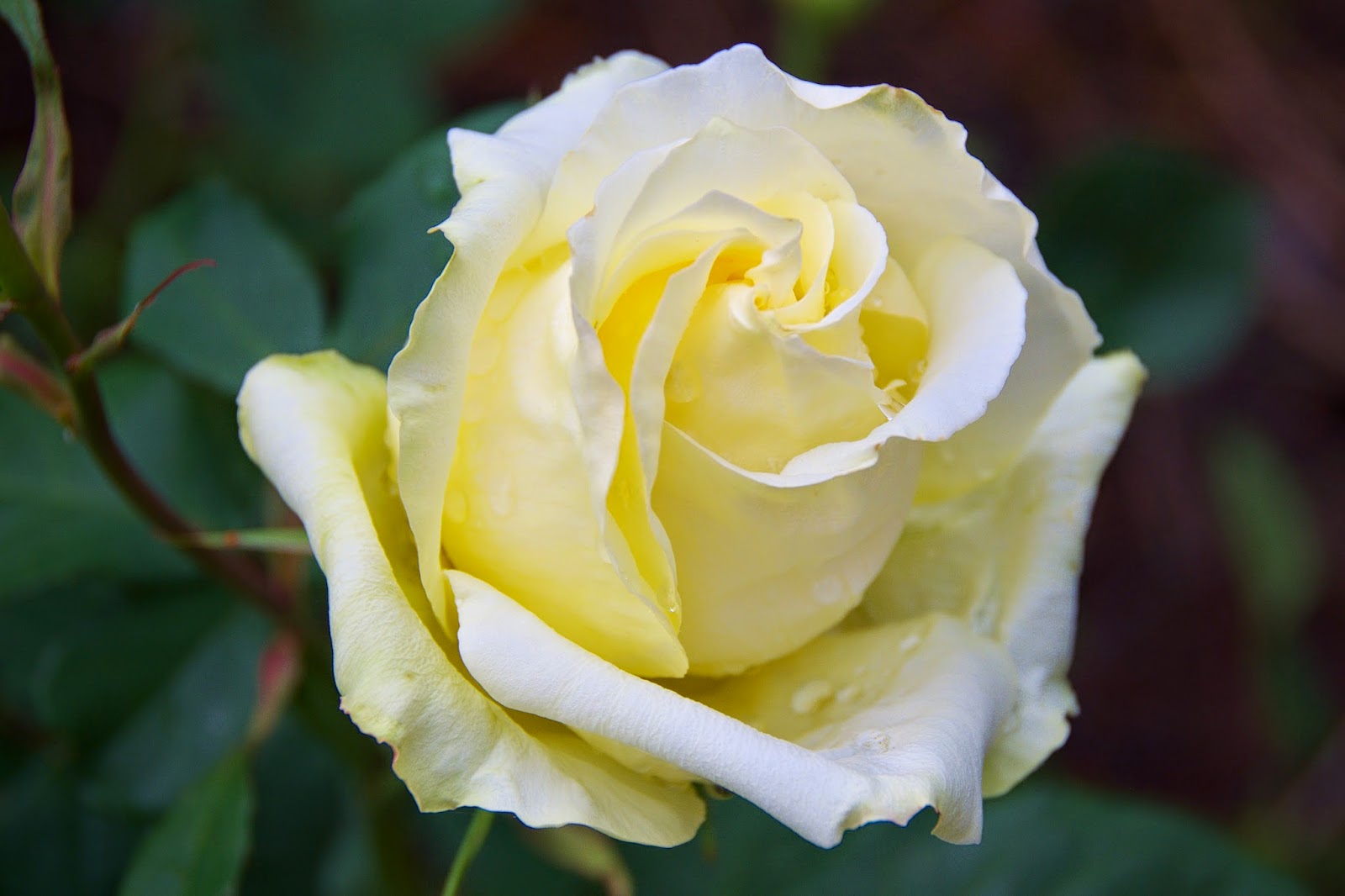 beautiful yellow rose flower blossom with tenderness morning
