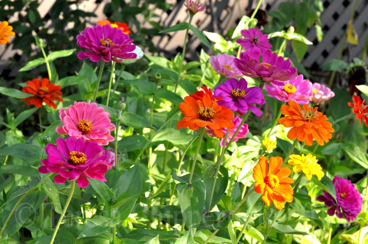 Poppy Place Pdx Vacationing in Napa Valley, California! Part One )