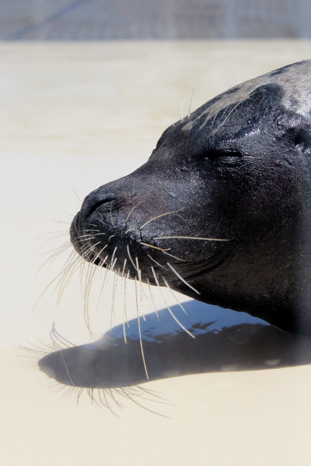 Family fun in Pensacola Gulfarium Marine Adventure Park