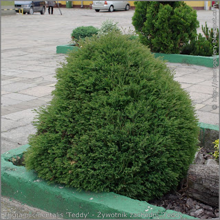 Thuja occidentalis 'Teddy' - Żywotnik zachodni 'Teddy' 