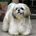 Ποιος είναι ο σκύλος Lhasa apso;