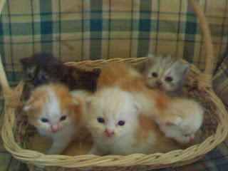 Gambar Anak Kucing Persia Lucu