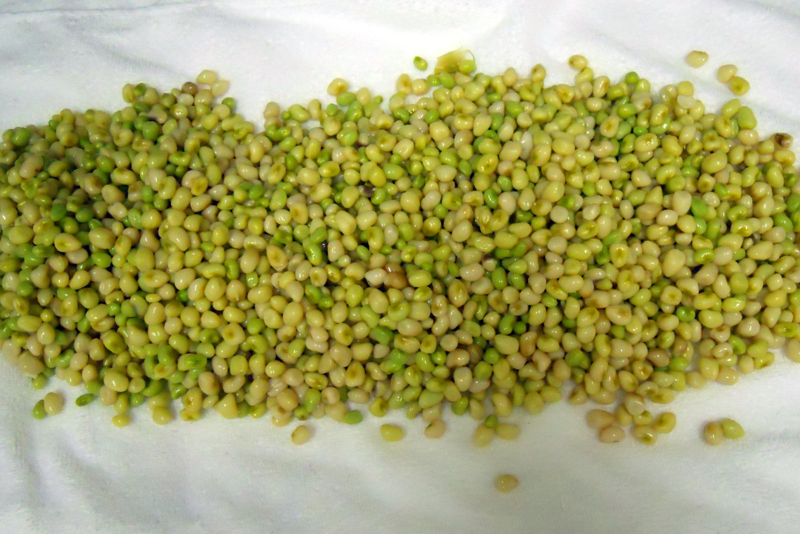 Home Garden Zipper Cream Pea Harvest