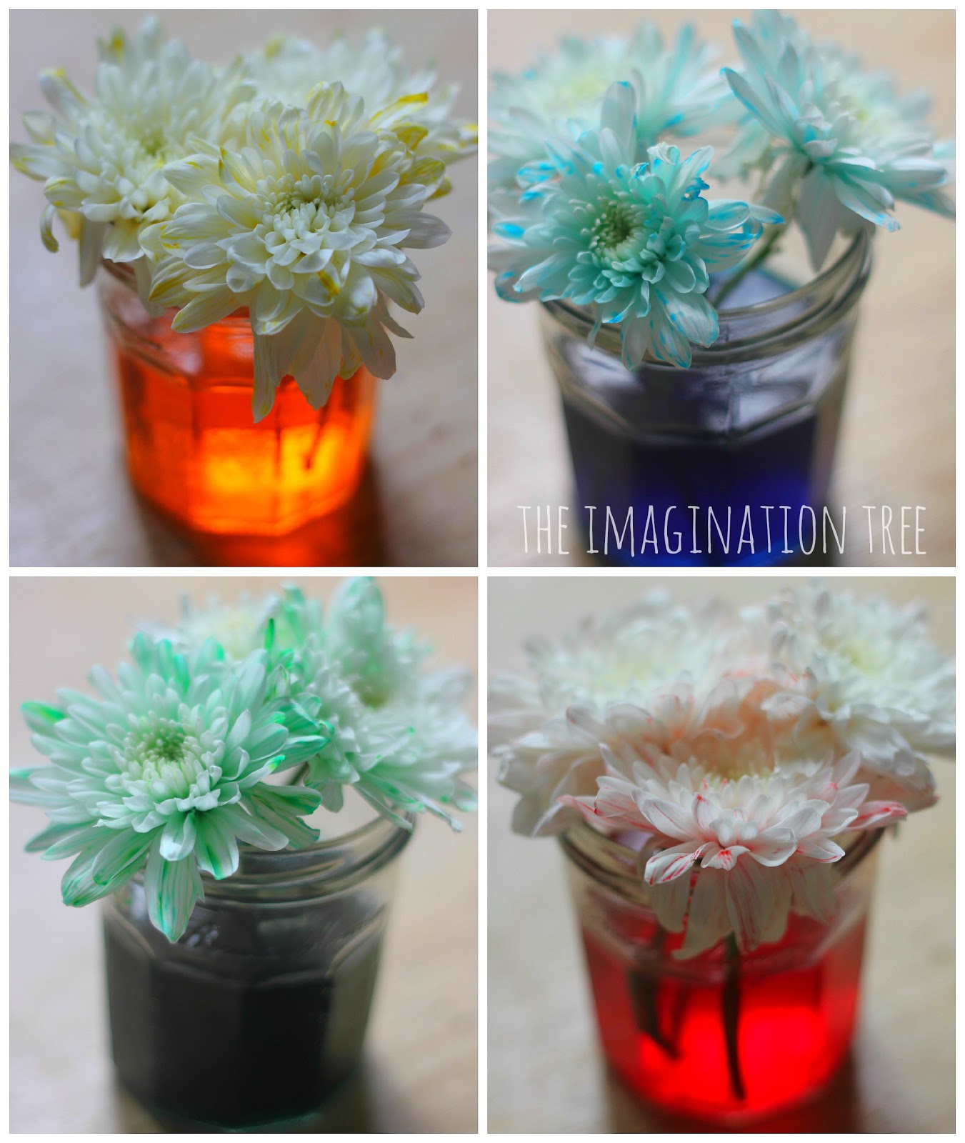 Dyed Flowers Science Experiment - The Imagination Tree Dyed Flowers Science Experiment - The Imagination Tree