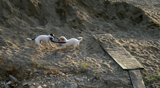 Thelma and Louise hard at play Thelma and Louise hard at play