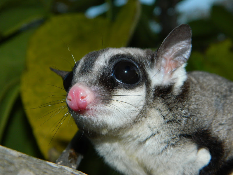 Black Beauty Sugar Glider