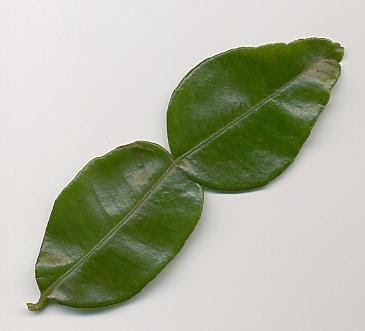 Oriesz Group: Daun Jeruk Purut