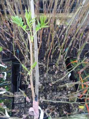 36 Best Garden Images Garden Plants Planting Flowers