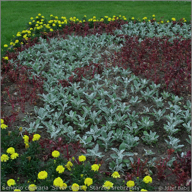 Senecio Cineraria 'Silver Dust' - Starzec srebrzysty, s. popielny