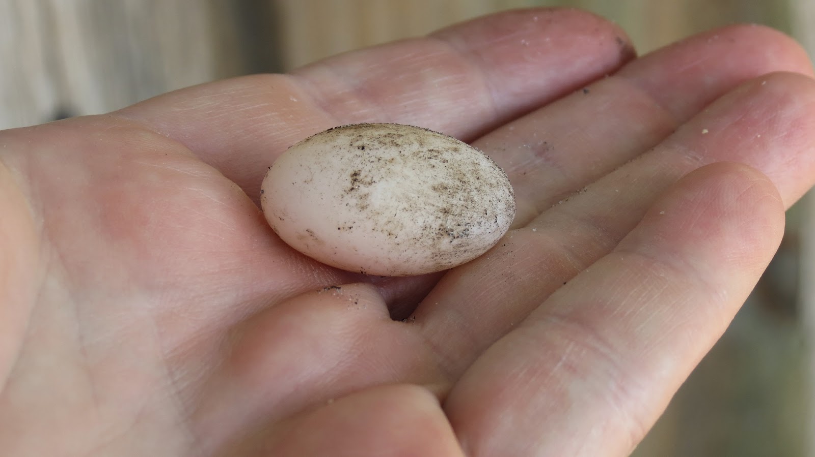 Backyard Birding....and Nature Striped Mud Turtle Laying Eggs