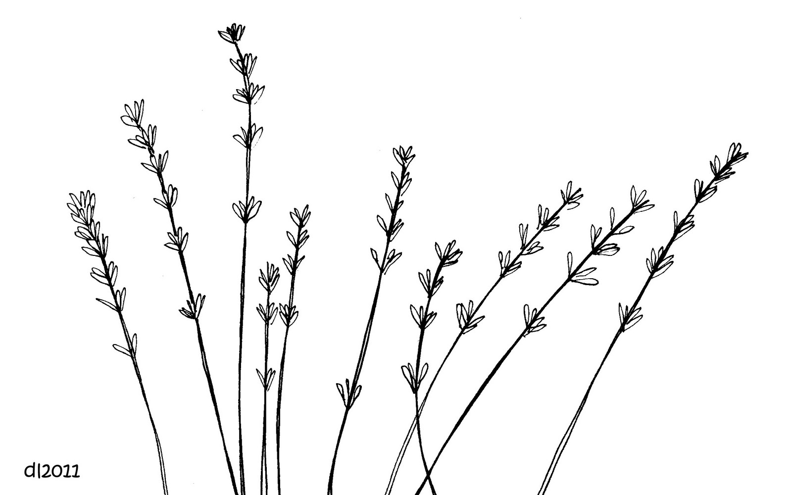 Line Drawing Lavender : Lavender sprig drawing imgkid the image kid