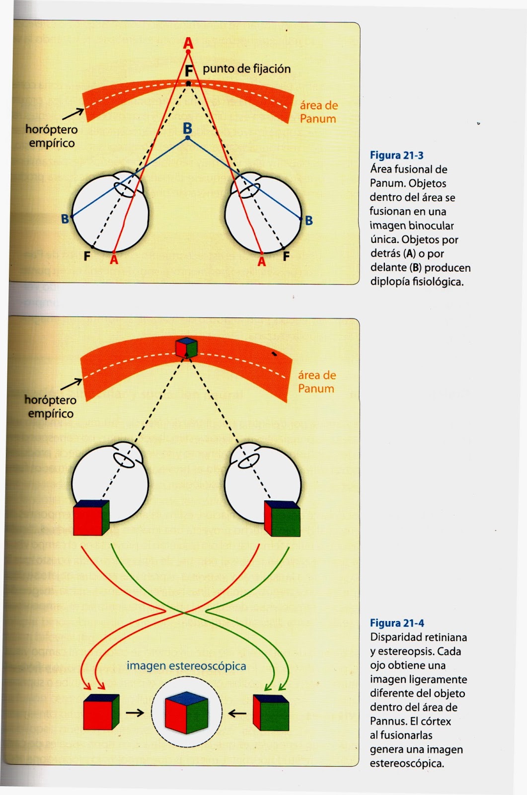 Clínica Optométrica 1 (IUO) OBJETIVO7 PROCESOS DE FUSIÓN Y ESTEREOPSIS