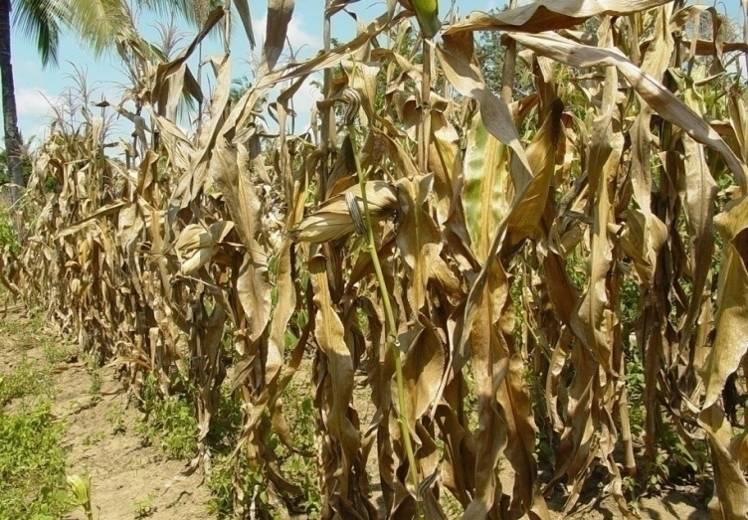 Image result for dry maize in farm