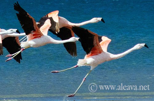 Flamingo in Peninsula Valdes Patagonia Argentina