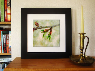 The first touch of green adorns a springtime cherry tree.